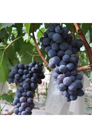 Tüplü Yeni Çeşit Trakya Ilkeren Üzüm Fidanı