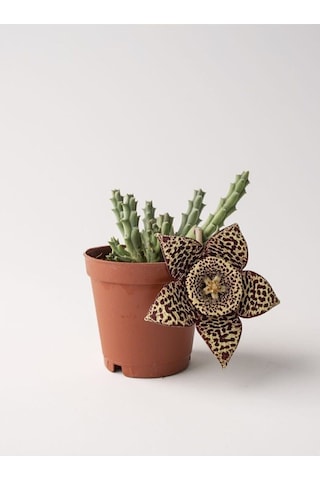 Videolu Leş Kaktüs Çiçeği Fidanı 10-20 Cm Saksılı Çiçekli Bodur Bitkiler Stapelia Variegata