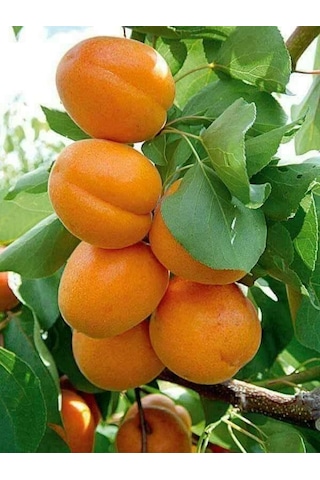 Kayısı Reçeli 5000 Gr