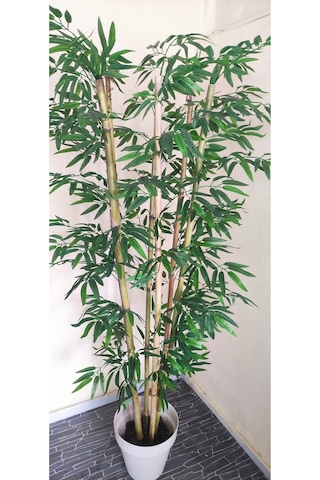 Rüzgar Çiçekcilik 170 Cm 6 Gövdeli Bambu Yeşil