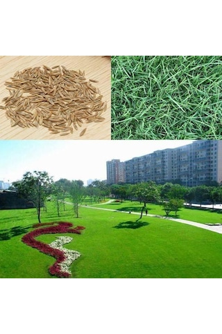 Grass Mixture Karışım Mix İthal Çim Tohumu 6'lı 10 KG