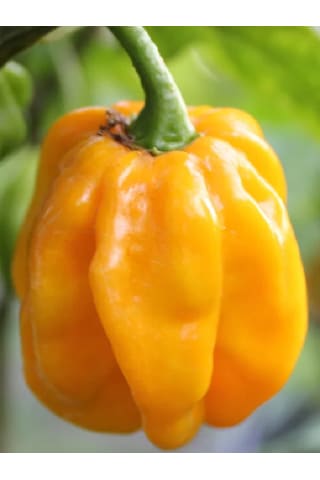 Yellow Habanero / 350.000 Scoville - Gerçek Taze Acı Biber