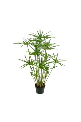 Japon Şemsiyesi 40-60 Cm 1 Adet Saksılı+kraton Bitkisi 20-40cm 1 Adet Saksılı