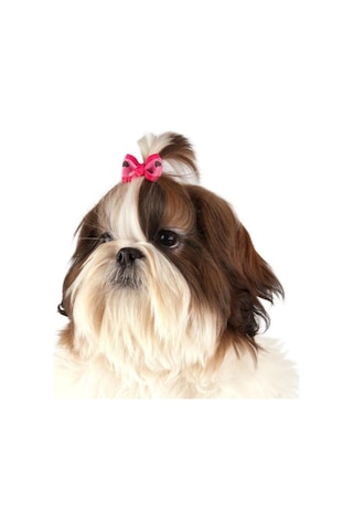 Show Tech Argyle Ekose Lastikli Kedi Köpek Tokası 50 Adetli Paket