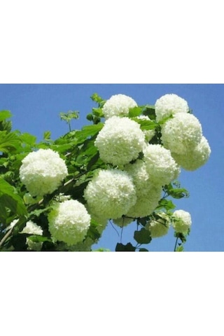 Çınar Kartopu Çiçeği Fidanı 60 Cm