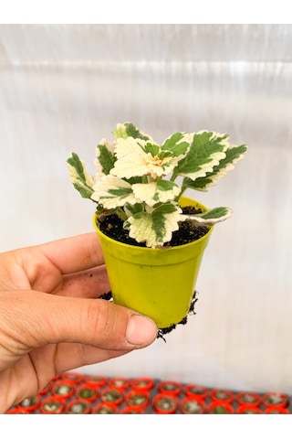 Adaçayı Kokulu Sarkıcı Sukulent Beyaz Alacalı Variegata Plectranthus Madagascariensis Srd