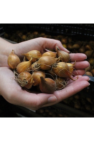 Karışık Renklerde Mix İris Süsen Çiçeği Soğanı 5 Adet