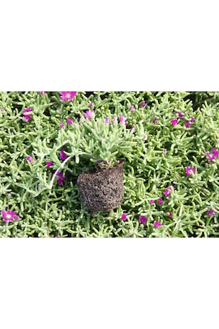 Serada Decor Plant Acem Halısı - Mezarlık Kabir Çiçeği 35 Adet Dış Mekan Süs Bitkisi Yer Örtücü