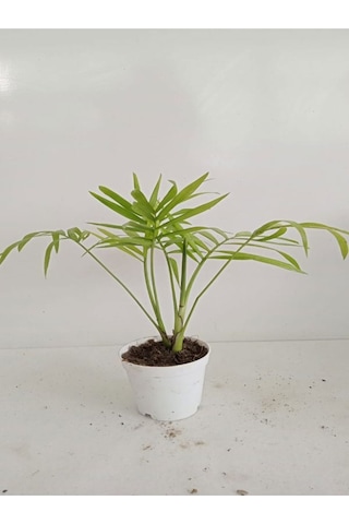 8'li Bitki Seti Mini Melek Kanadı+aleovera+pilea+kurdele+hedera+japon Şemsiyesi+areka+yeşim