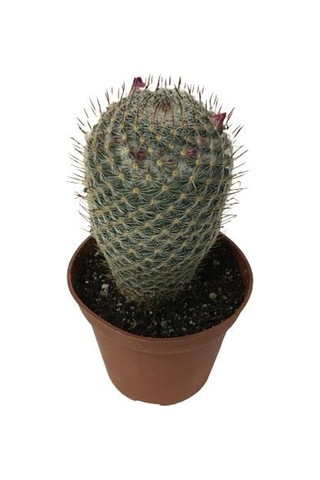 Çiçek Açan Kaktüs Mammillaria 8,5 Cm'lik Saksıda
