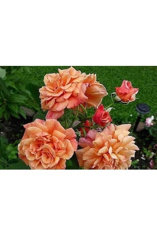 Tüplü Yediveren Kokulu Kayısı Tonlarında Aloha Rose Sarmaşık Gül Fidanı
