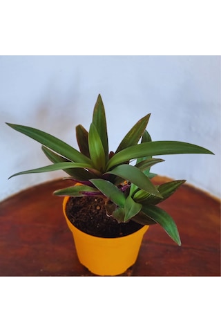 Tradescantia Spathacea İstiridye Telgraf Çiçeği