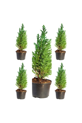 Videolu Leylandi Fidanı 40 50 Cm 5 Adet Saksılı/tüplü Dış Mekan Bitkisi Cupressocyparis Leylandii