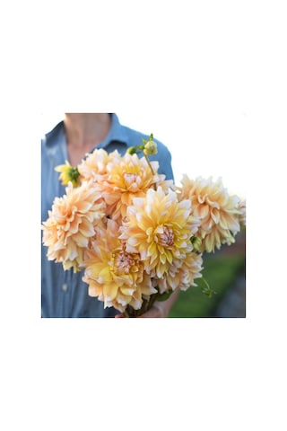 Dev Çiçekli Seattle Dahlia Yıldız Çiçeği Soğanı Yumrusu 1 Adet