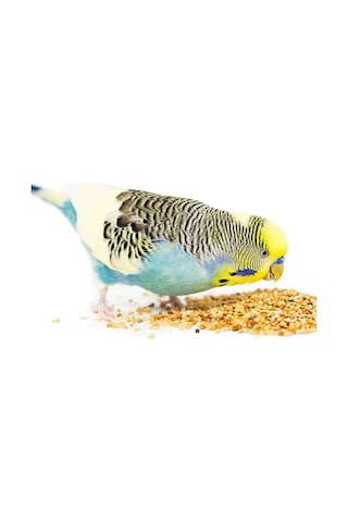 Karışık Renkli Muhabbet Kuş Yemi 250g 250 G