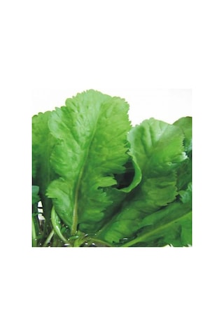 Geniş Yaprak Tere Tohumu 2 GRam