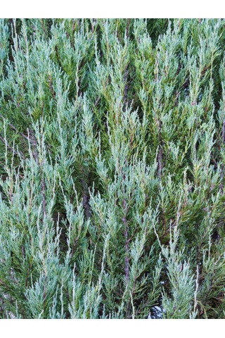 Videolu Muheteşem Renkli Mavi Leylandi Fidanı 40 60cm 1 Adet Tüplü Cupressocyparis Leylandii