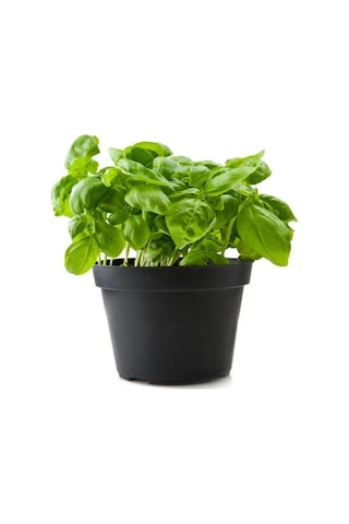 Aromatik Kokulu Mutfak Seti Reyhan+nane Fidanı+kekik+lavanta Fidesi 4 Adet, Bts010na0821