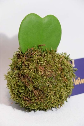 Kokedama Hoya Keri Kokedama Hoya Keri