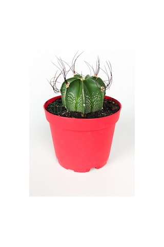 Astrophytum Capricorne Beyaz Benekli Özel Tür Kaktüs Keçi Boynuzukaktüsü 8.5 CM Kırmızı Saksıda