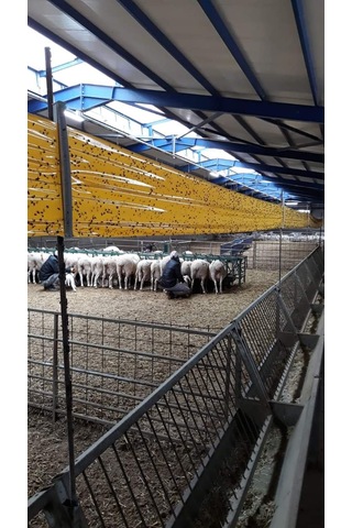 Karasinek Tuzagı Sinbant.Yapışkanlı Sarı Bant.30Cmx100 Metre
