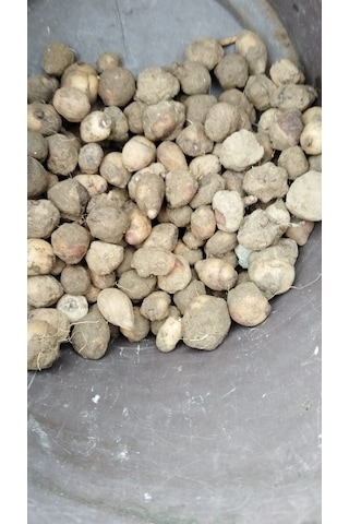 Dogal Salep Fidanı 4 Kg Serapies