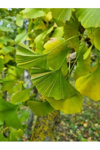 2 Adet Mabet Ağacı Ginkgo Biloba Fidanı 15-20 Cm Boy Yetiştirme