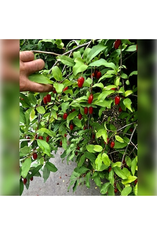 Japon Kirazı Big Goumi 50 -75cm Özel Ürün