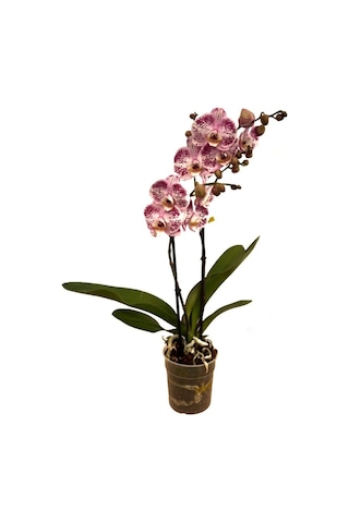 Phalaenopsis 'Sorano' (Pembe Orkide) Ø12 CM Y70-80 CM