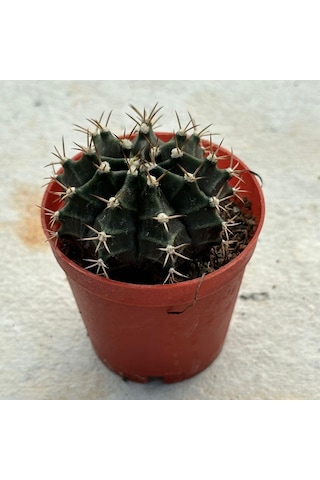 5.5 Luk Saksıda Gymnocalycium Mihanovichii Çene Kaktüsü 1 Adet