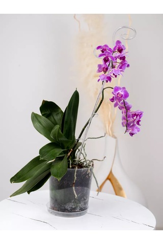 Live İn Green Orkide Ve Bitkiler İçin Destekler, 60 Cm, 3 Adet Şeffaf 177023384