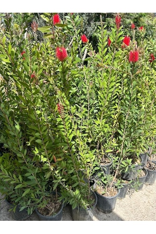 Fırça Çalısı Çiçeği Callistemon Laevis 30-60 Cm