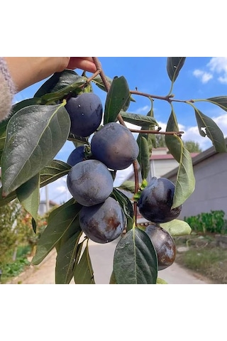 Nadir Bir Çeşit Tüplü 3 Yaş Siyah Hurma Fidanı Diospyros Kaki L., Boy 150-180 Cm