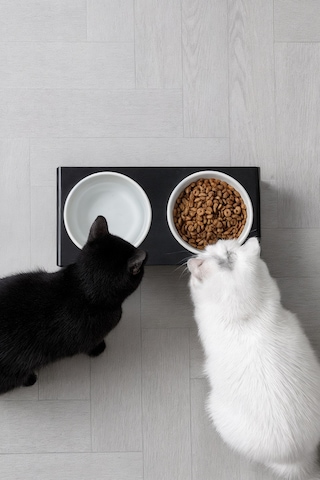 2'li Siyah Pleksi Kedi Ve Köpek Seramik Mama & Su Kabı Paspas Hediye