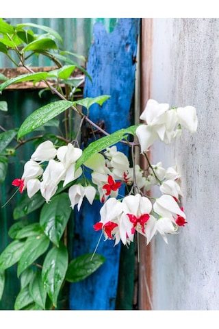 Büyüleyici Beyaz Kızılay Çiçeği Fidanı 30 40 Cm 1 Adet Saksılı Clerodendrum