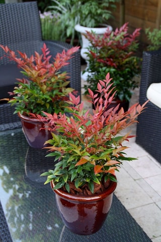 Bahçevilya 2 Yaşında Tüplü Nandina Cennet Bambusu Fidanı