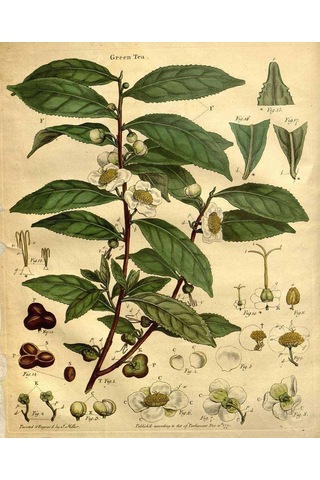 Pharmatea Yeşil Çay Gül Yapraklı 100 G