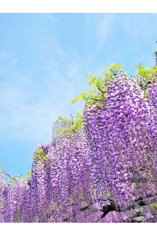 Videolu Mor Salkım 45-60 Cm Saksılı/tüplü Dış Mekan Bodur Bitkiler Wisteria