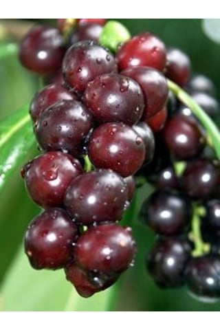 Karayemiş Fidanı 2 Yaş Prunus Laurocerasus Meyve Veren Dayanı