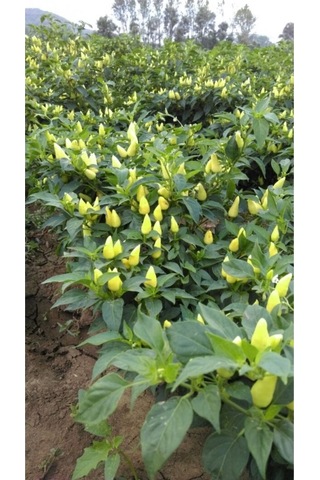 Eko Paket Biberiye Biber Tohumu Fındık Biber Tohumu Misket Biber Tohumu 150 Adet Tohum