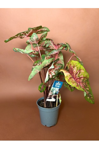 Caladium Caladium Bicolor 63 Cm Yeşil Pembe Yapraklı Form