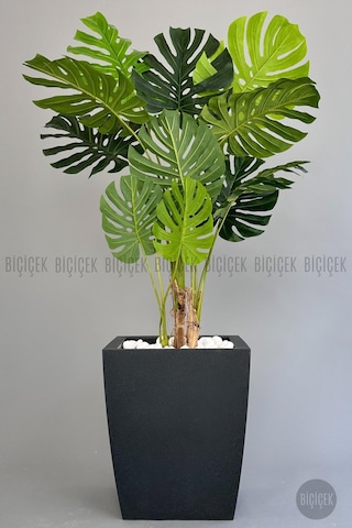 Biçiçek Yapay Monstera Ağacı Deve Tabani 180 Cm Antresi̇t Kemer Saksıda