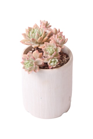 Sedeveria Markus Variegata - Sukulent Haangarden
