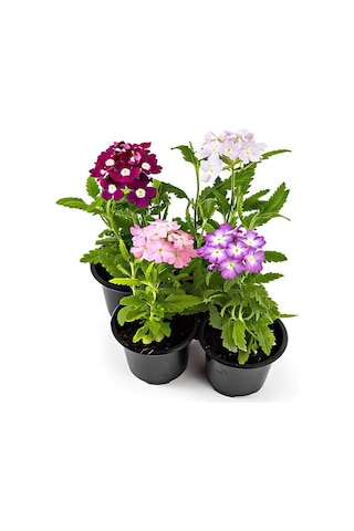 Karışık Renk 4 Adet Mine Çiçeği Pembe-beyaz-mor-fuşya Renk 10-20cm