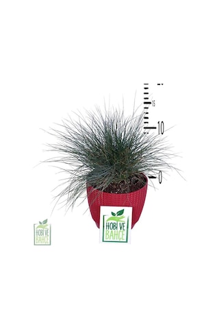 Thebestonline Mavi Çim Festuca Glauca , Saksıda