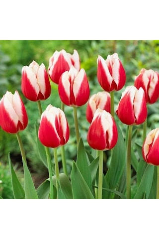 Markant Lale Soğanı 4 Soğan Koleksiyonluk Çeşit