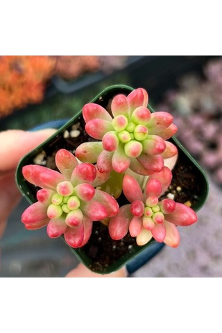 Sedum Rubrotınctum 45 Adet - Jelly Bean Sukulent