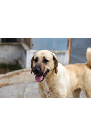 Yallık Zavar Köpek Maması, 15 Kg, Çuval Boy