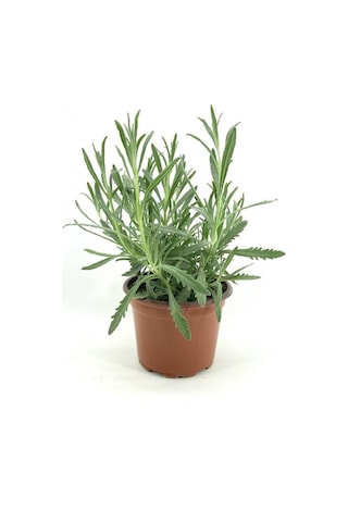 Lavanta Çiçeği Fidanı 15-25 Cm 5 Adet