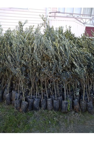 Tüplü Gemlik Trilye Zeytin Fidanı